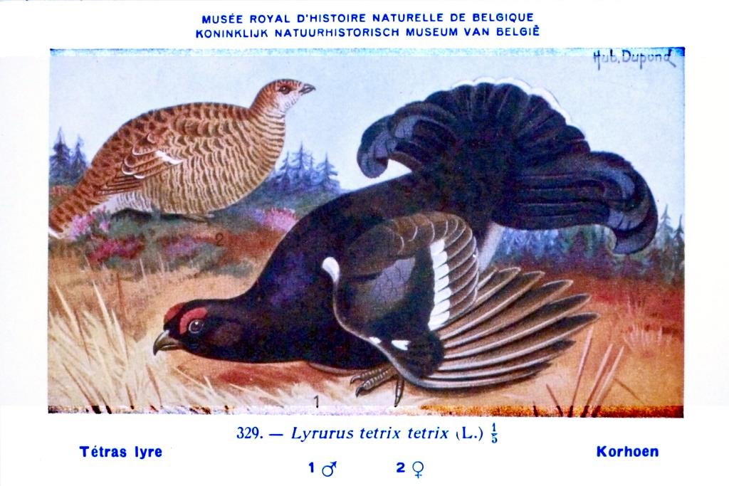 IRSN : Tétra lyre (Lyrurus Tetrix Tetrix, planche 329)